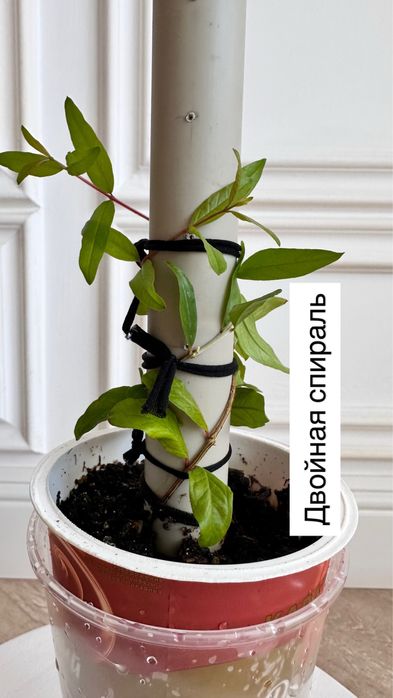 Комнатный гранат