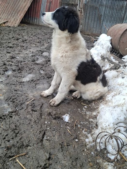 Catei ciobanesc de bucovina, un baiat si o fata