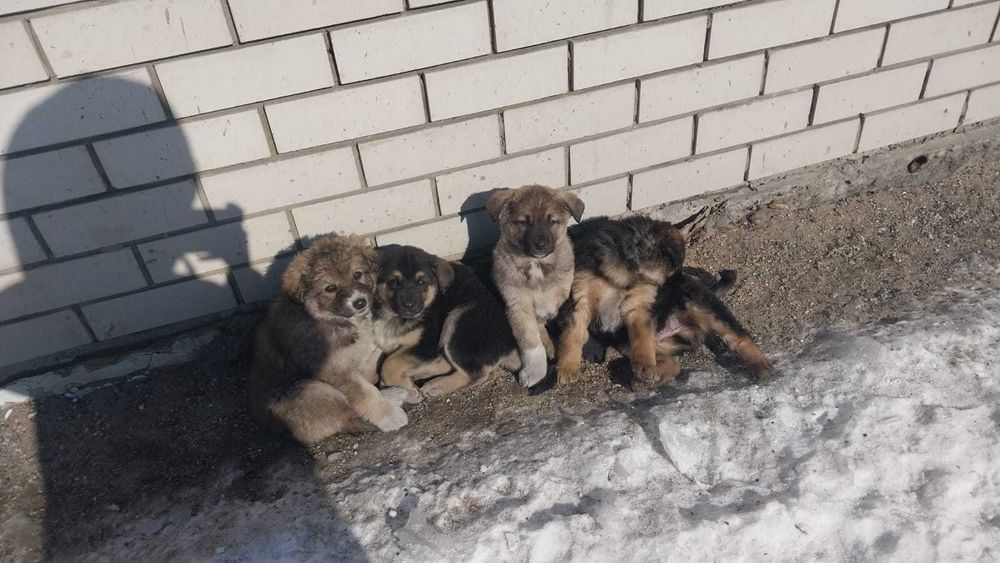 Щенята в хорошие руки)))