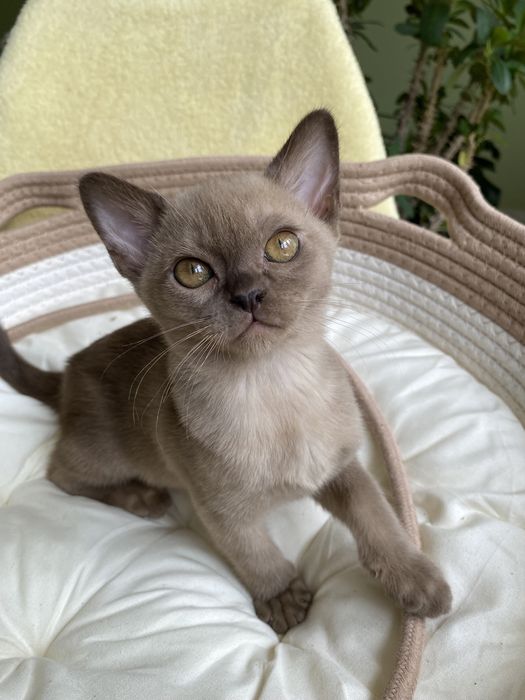 Европейская Бурма