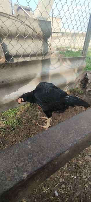 Товуклар 3 та хаммаси тухмда сотлади зоти тоза срочно котта товук 4.3