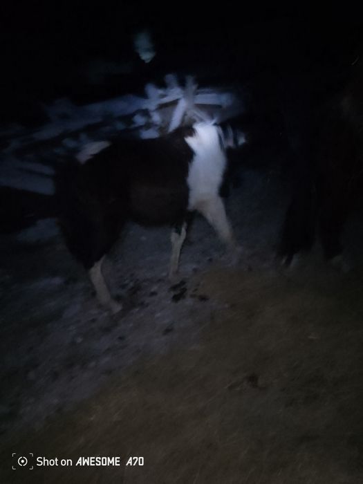 Продам жеребенка кобылку цена 285