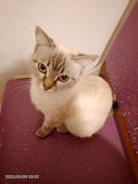 Пристраивается кошечка подросток