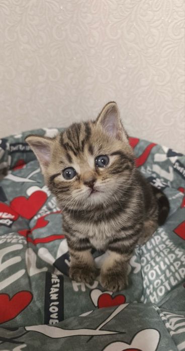 American shorthair
