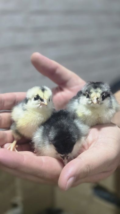 Балапандар сатылады