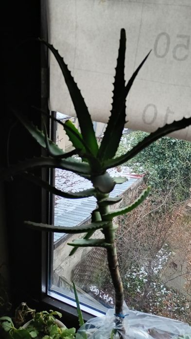 vand planta de aloe verra de 70 cm