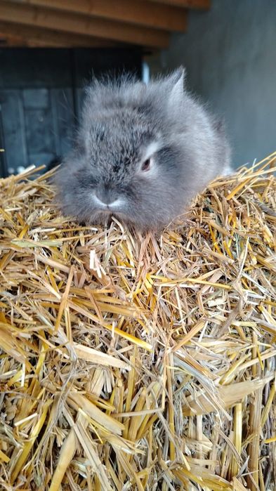 Iepuri pitici urgent trimit în Arad și Timiș!!!