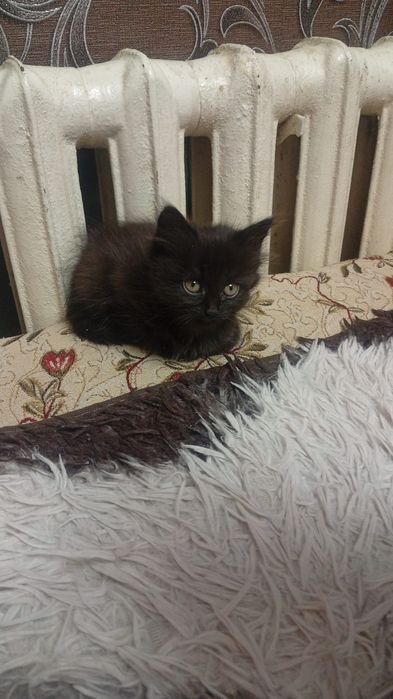 Котёнок, девочка