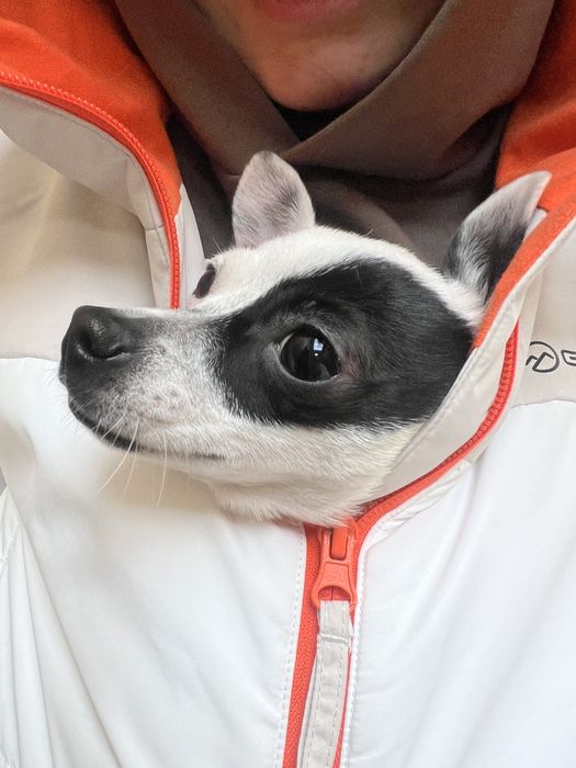 Продается собачка