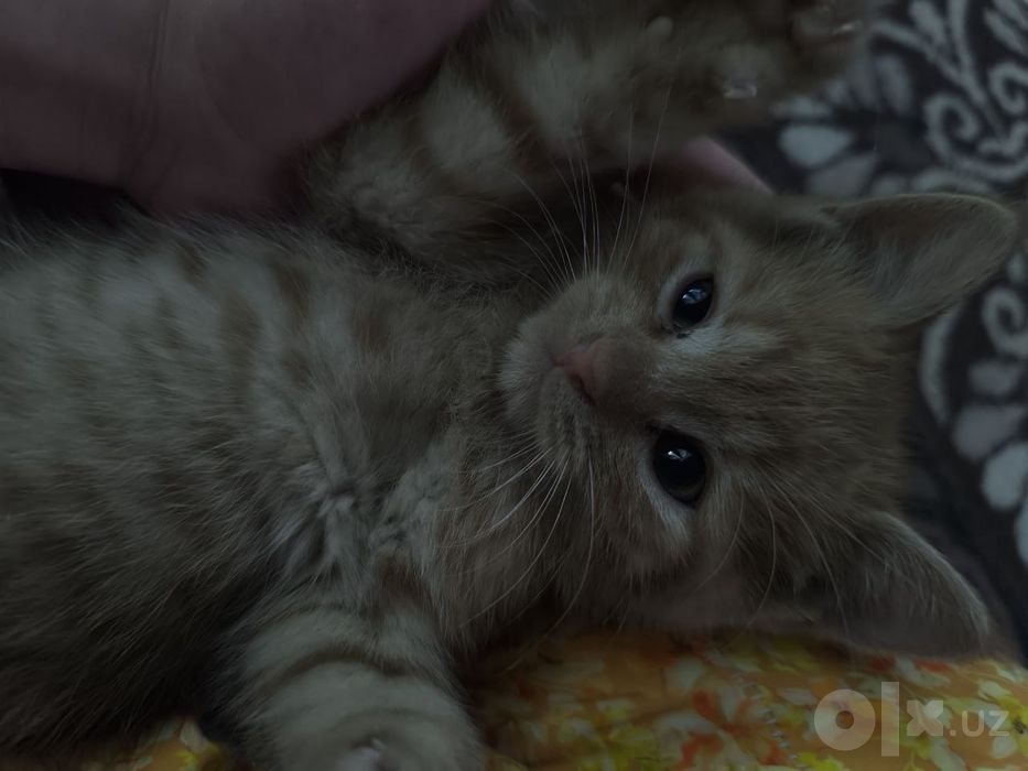 Котенки по 1 месяцу