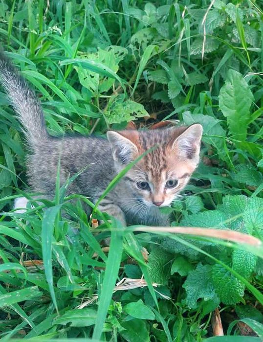 Котята ищут хозяина