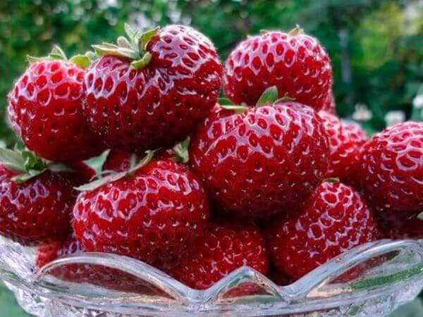 Ягоди Мице Шиндлер разсад пикиран в чашки