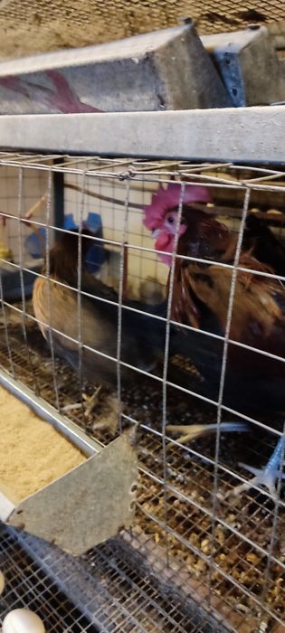 Яйца кур Феникс карлики.