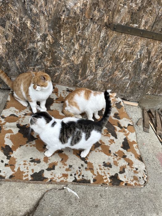 Donez unei familii nevoiase Televizor si pat Donez Pisici au 3 luni