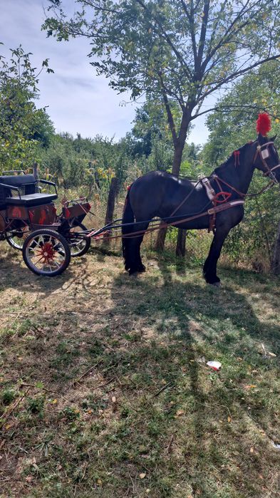 Vând iapă frizian cu acte de Olanda si pedigree
