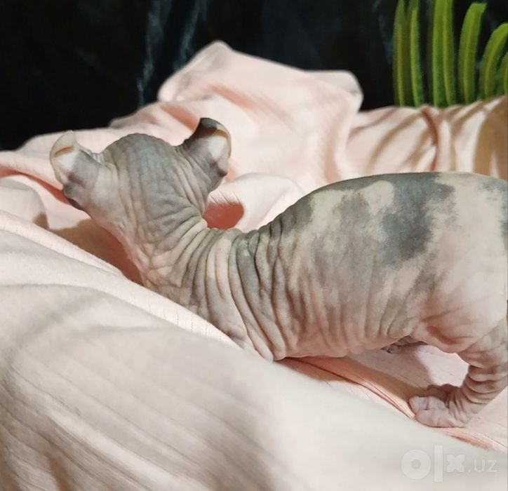 Сфинкс двельф 1 месяц девочка