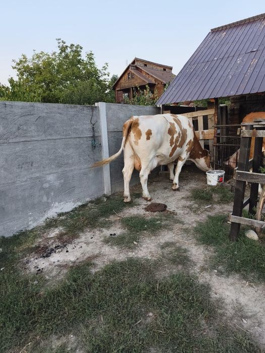Vacă Bălata românească
