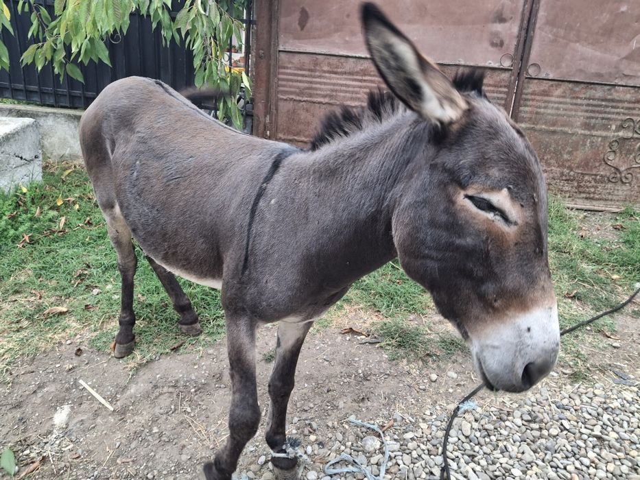 Măgăruș puternic