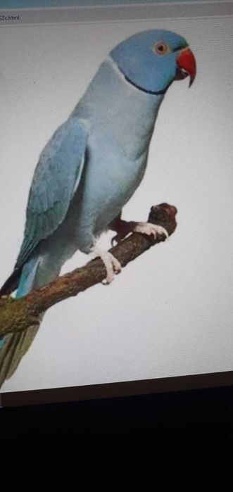 Papagal Micul Alexandru, Cuba, Calugar, Agapornis, Amazon bun vorbitor