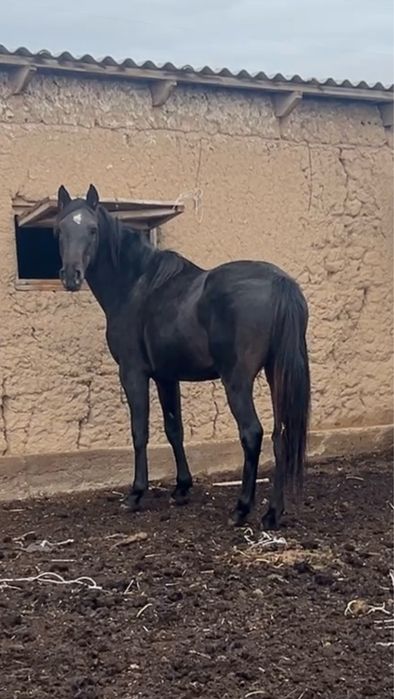 Тазақанды Айғыр Сатылады