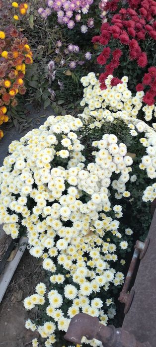 Растения для сада