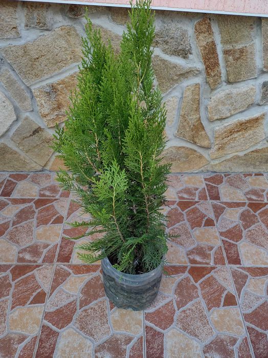 Източноевропейска Туя подходяща за огради Отстъпка