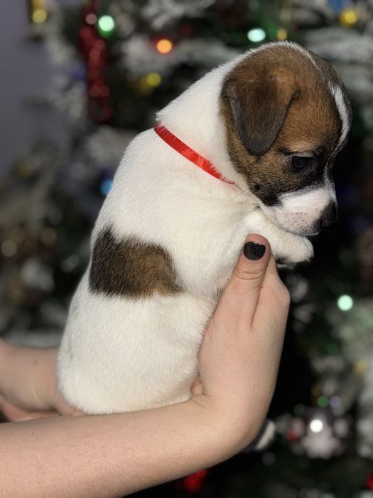 Щенок девочка Джек Рассел