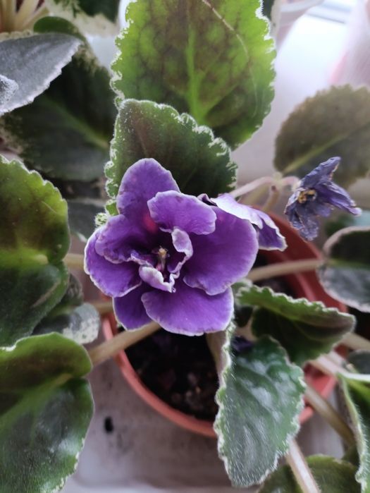 Цветы комнатные от 990 тенге