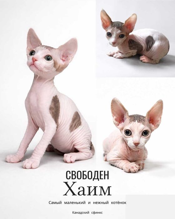 Продаётся  котёнок Канадского сфинкса, мальчик | окрас Van tabby