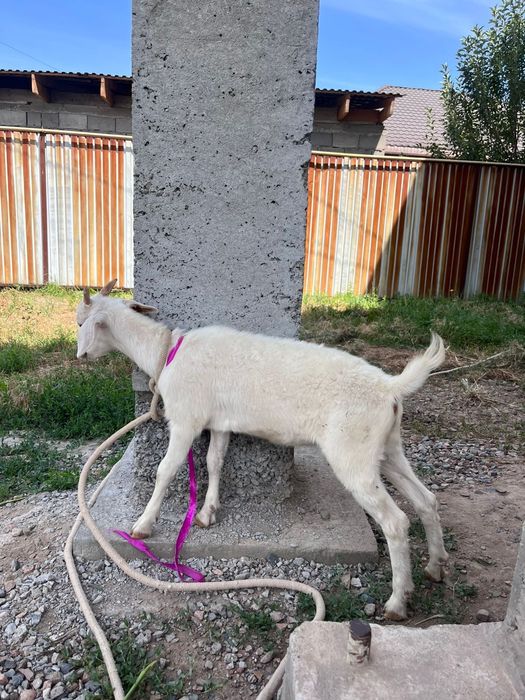 Англо-Нубийский козленок