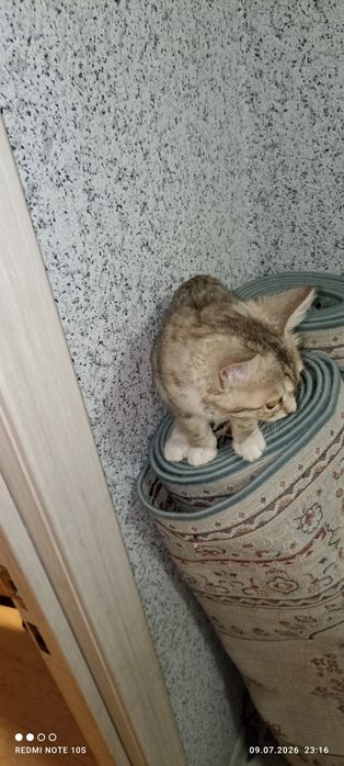 Продам котенка мальчик