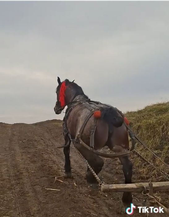 Vând iapa  sau la schimb