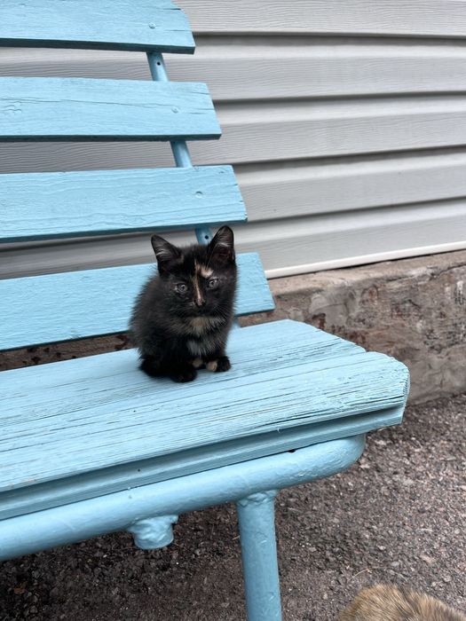 Отдам котят 2,5 мес