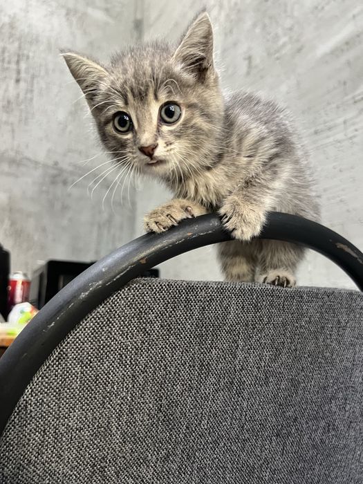 Отдам котенка в добрые руки