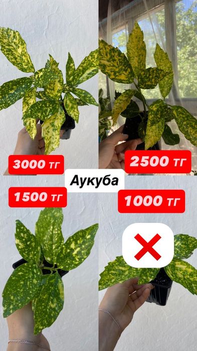 Комнатные цветы.