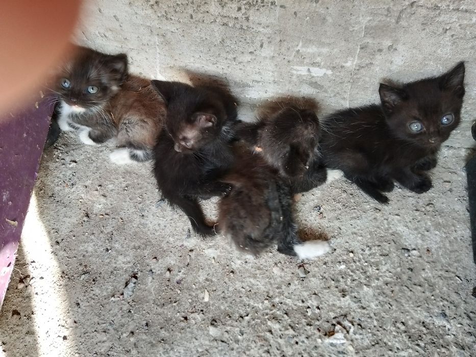 Отдам котят в хорошие руки