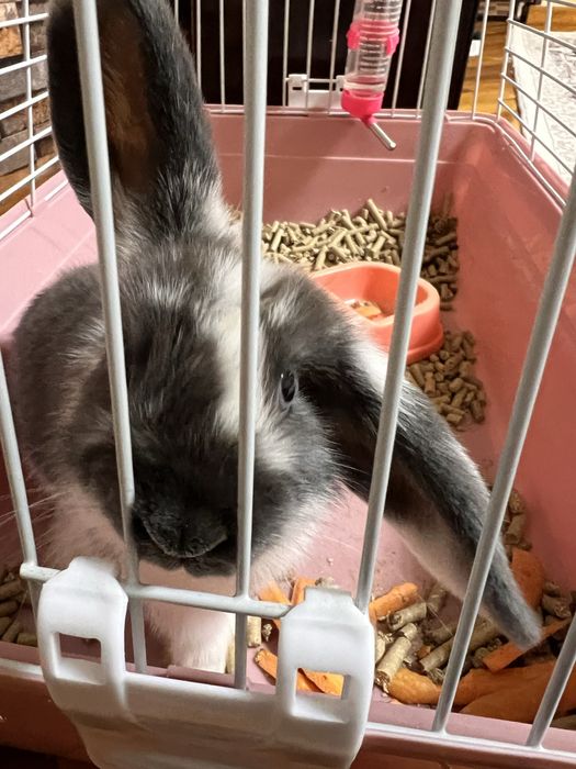 Продам декоративный карликовый кролик в серо-белом цвете