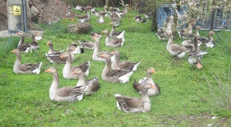 Vând boboci gaste Toulouse
