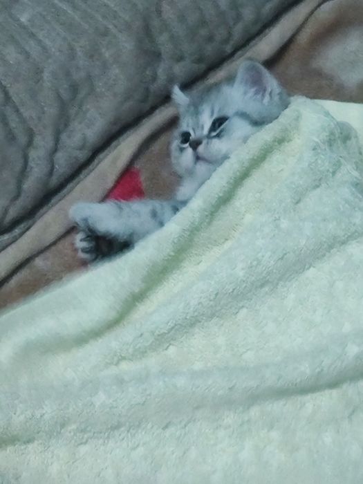 Чистая порода шотландская вислоуха Пол : мальчик