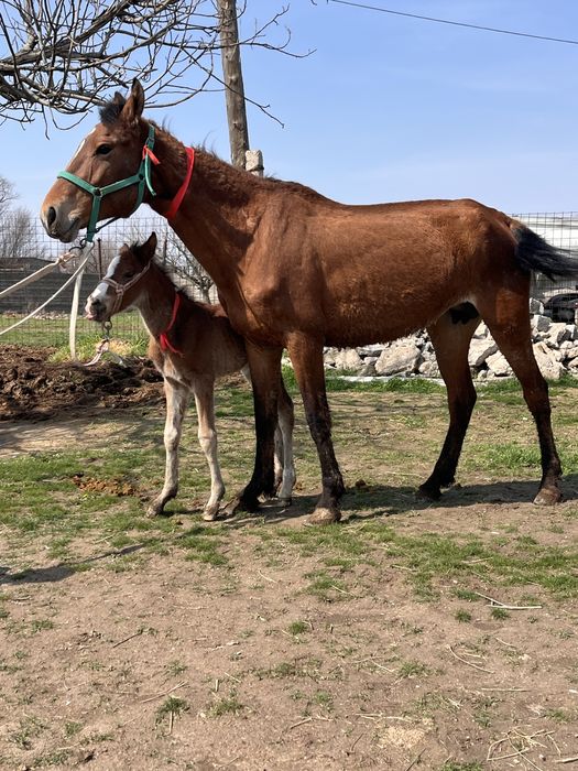 Құлынды бие сатылады