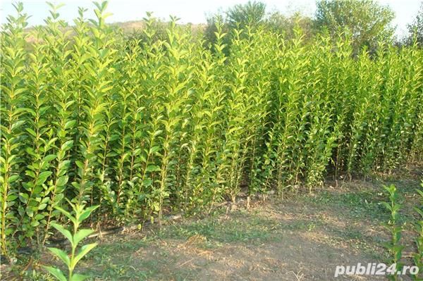 Gard viu cu crestere rapida ( lemn cainesc, ligustrum, ulmus, carpen )