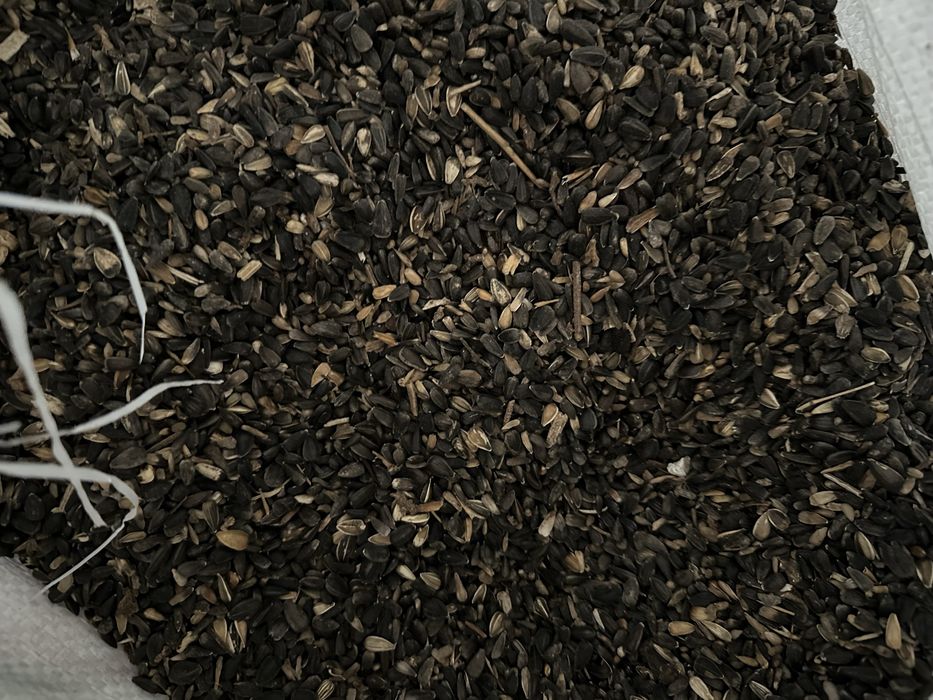 Подсолнечник(семечка)