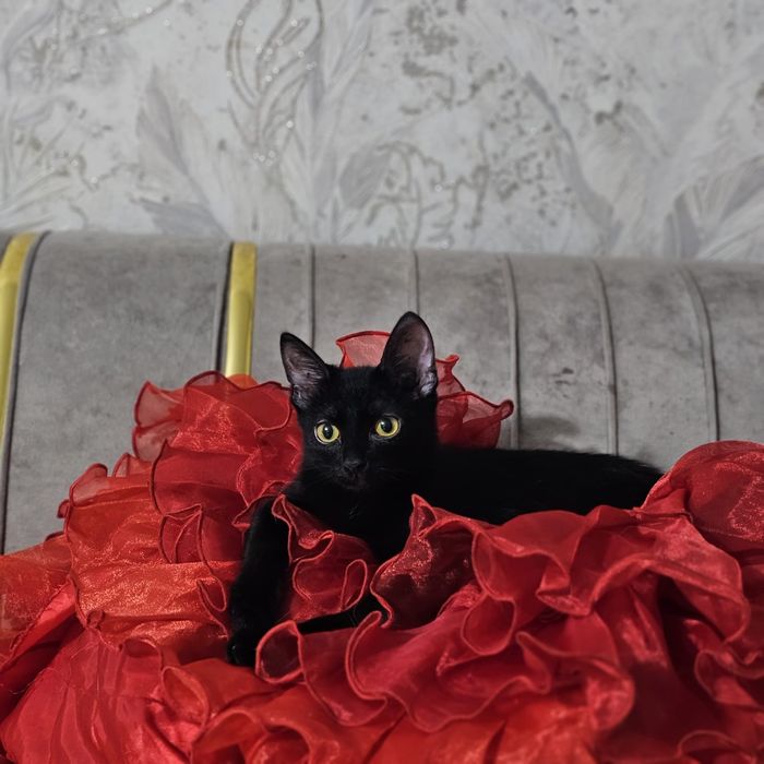 Отдам котенка в добрые руки мальчик и девочка