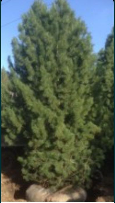 Сосны крупномеры недорого