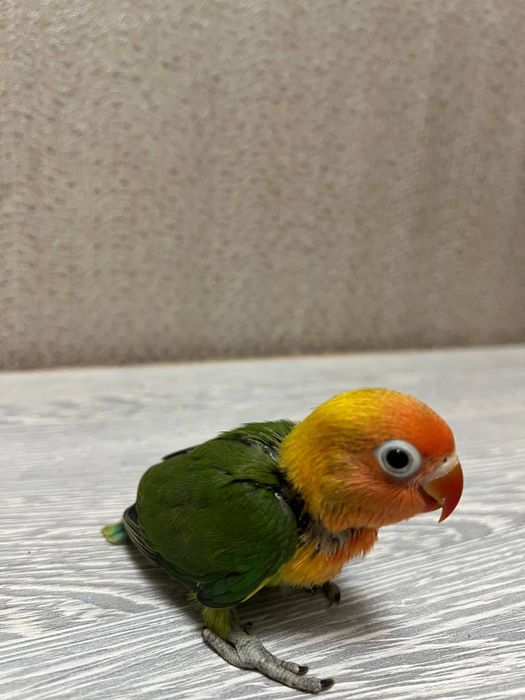 Ruchnoy popugay sotiladi