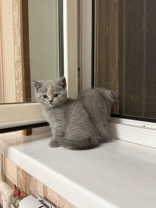 Продоетс скотишфолд и скотишстрай
