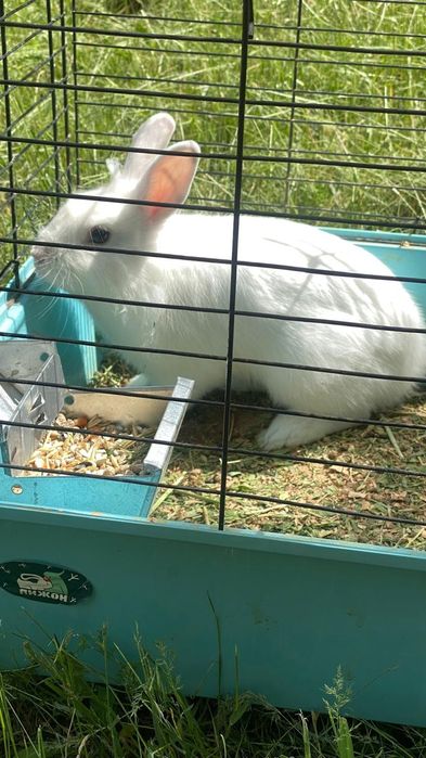 Декоративный кролик