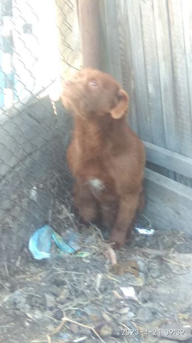 отдам щенка мальчика