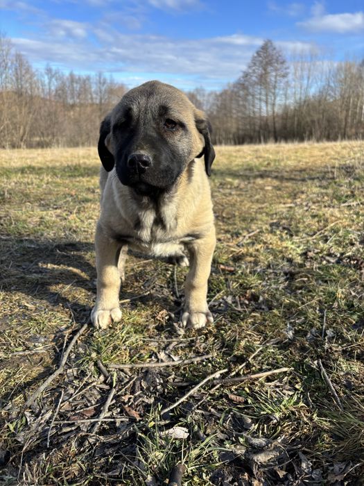 Kangal malakli cu pedigree