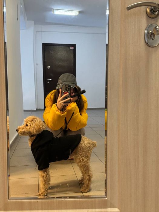 Пудель 5 лет. (Случка)